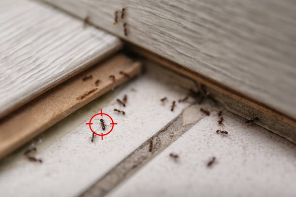 Best Spider Control Near Me  in Forest Oaks, NC
